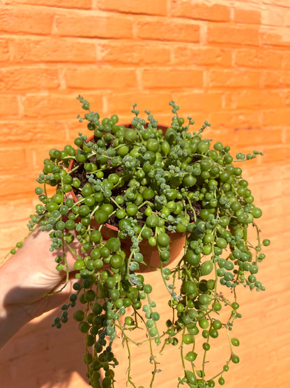 Senecio rowleyanus (erwtenplantje)