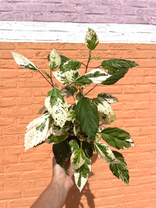 Hibiscus variegata