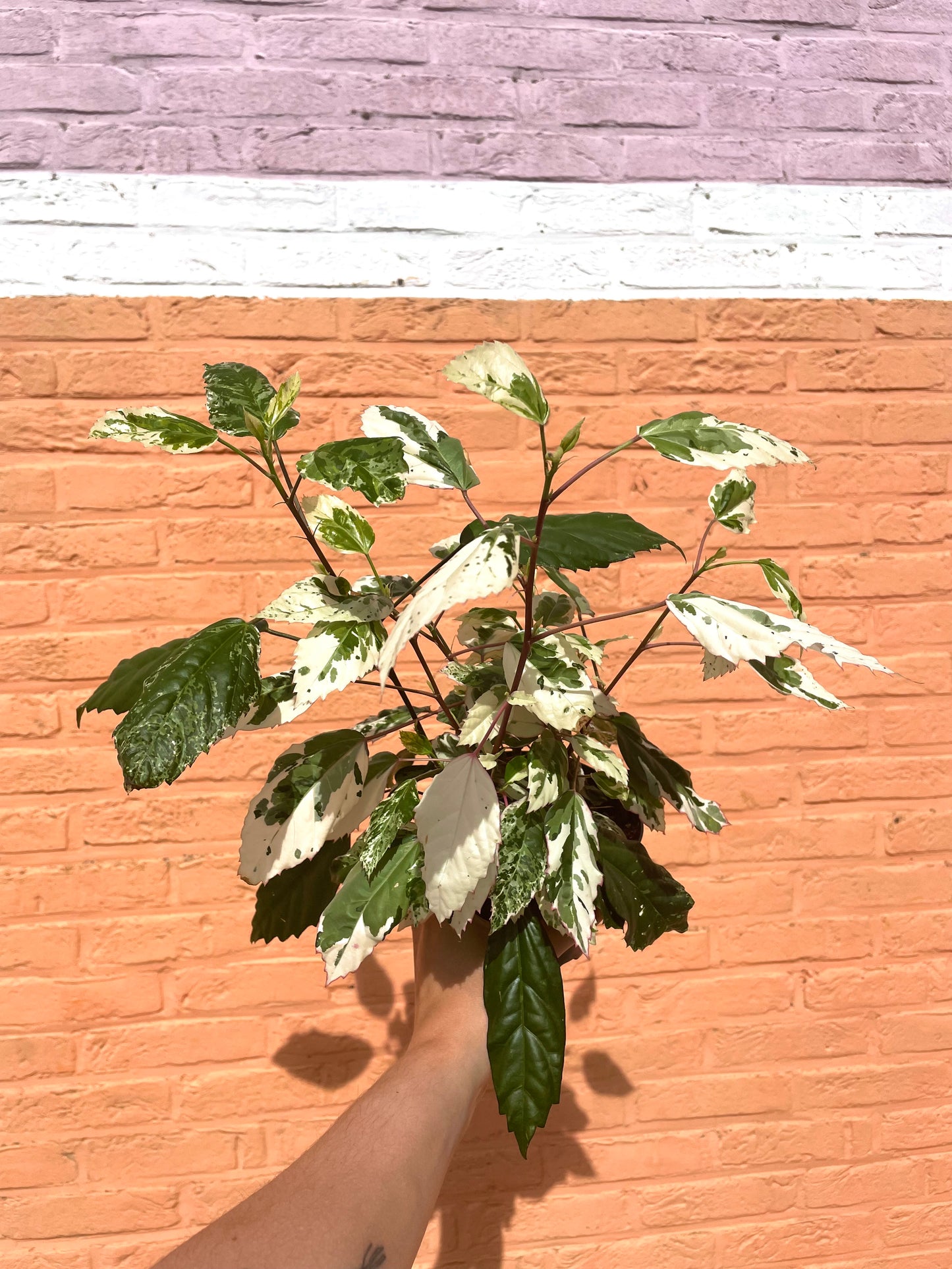 Hibiscus variegata