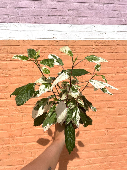 Hibiscus variegata