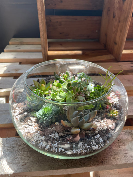 Workshop: terrarium met vetplantjes maken
