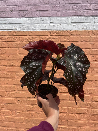 Begonia "cracklin rosie"
