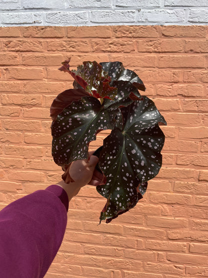 Begonia "cracklin rosie"