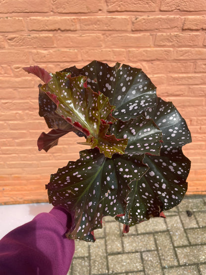 Begonia "cracklin rosie"