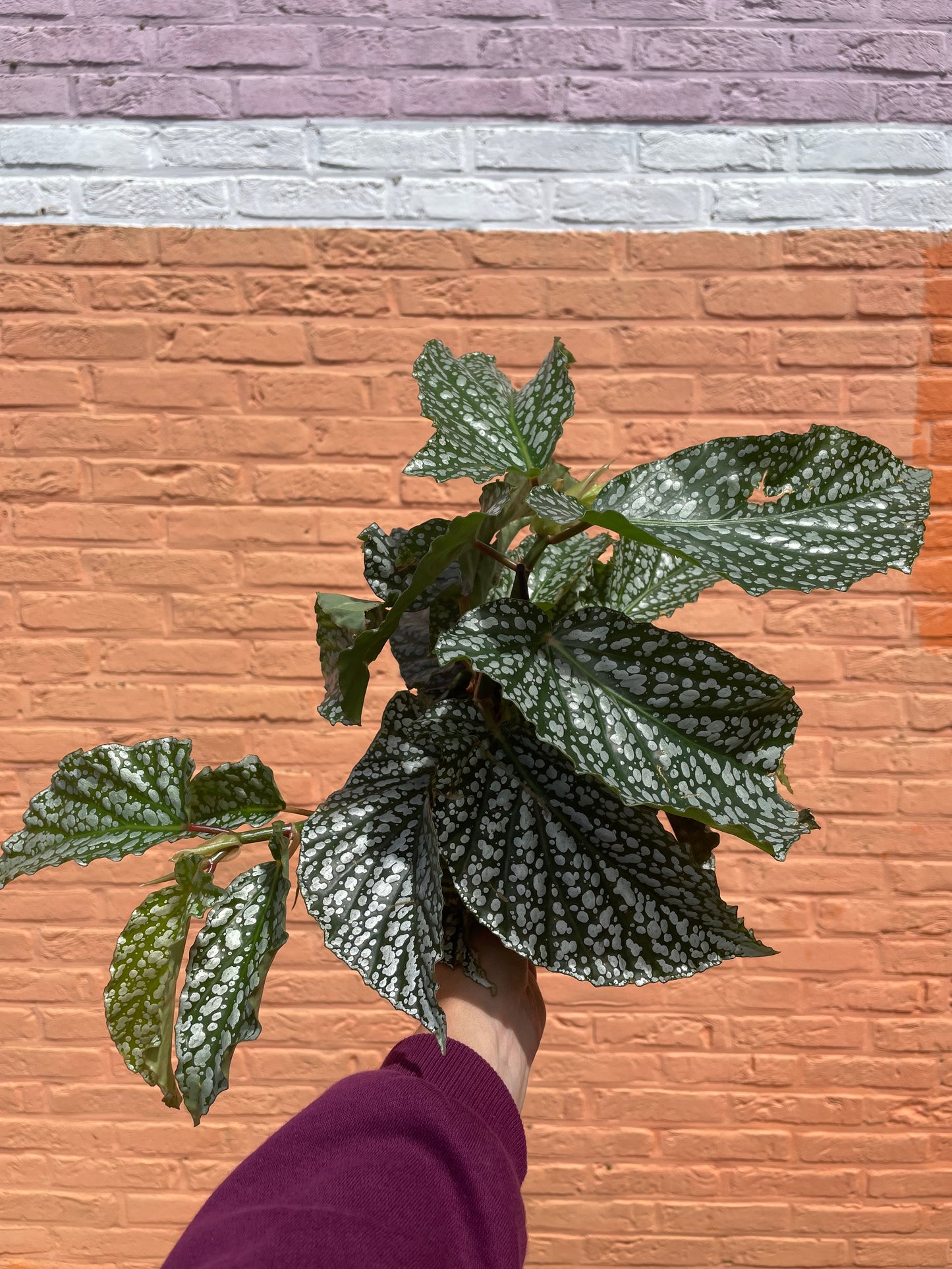 Begonia "alameo olé"