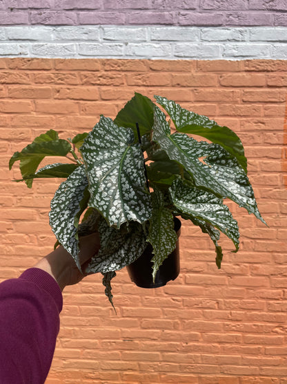 Begonia "alameo olé"