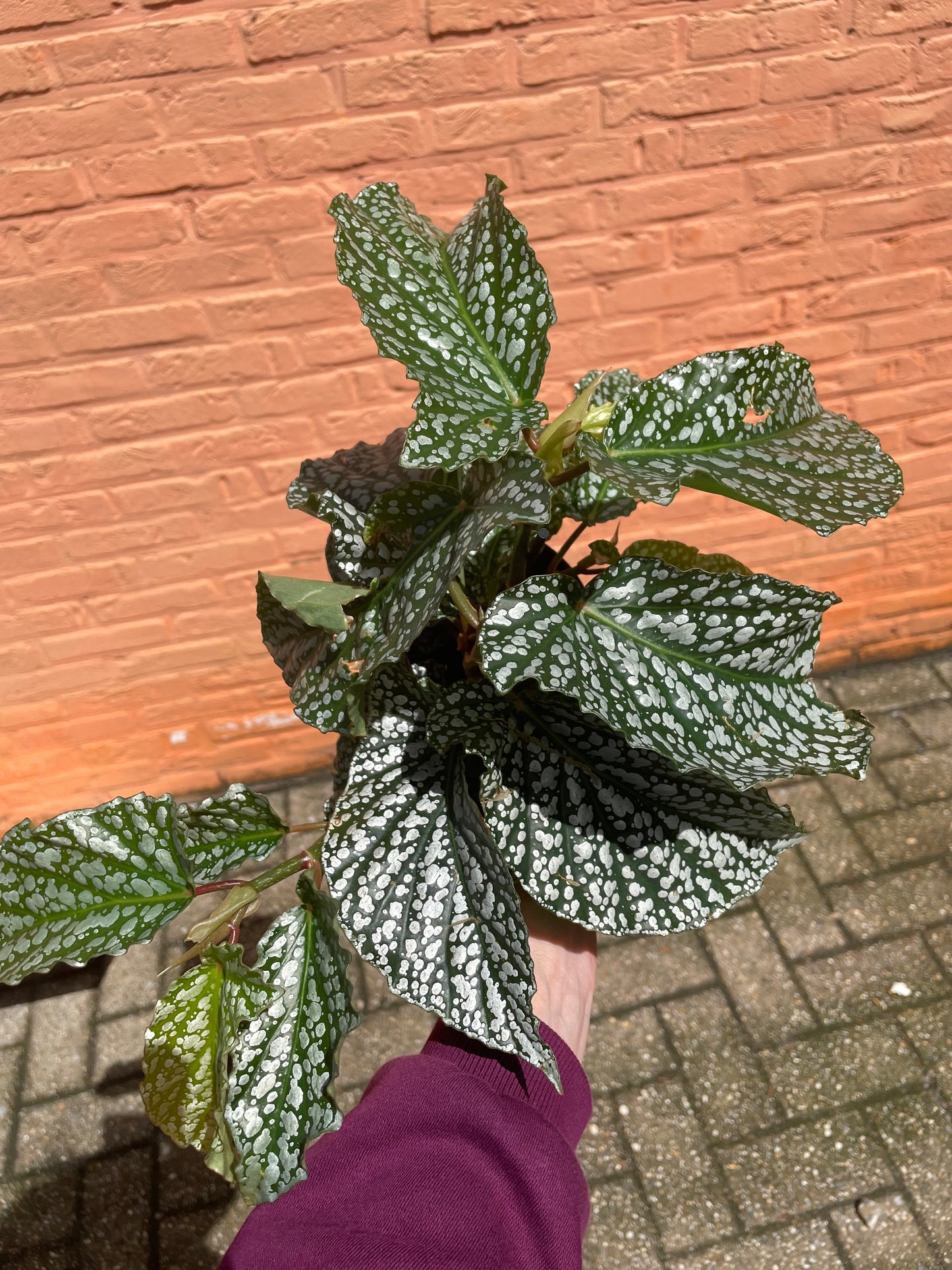 Begonia "alameo olé"