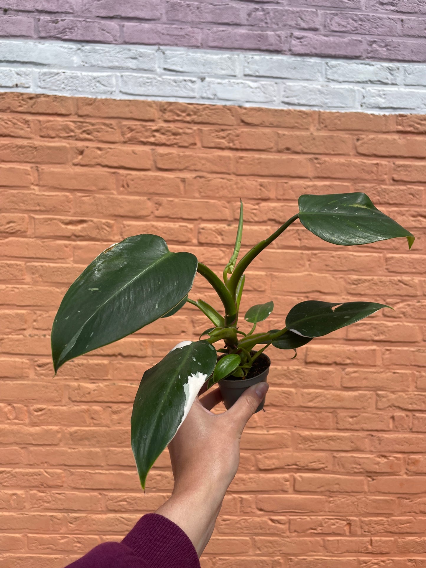 Philodendron "white princess" (mini)