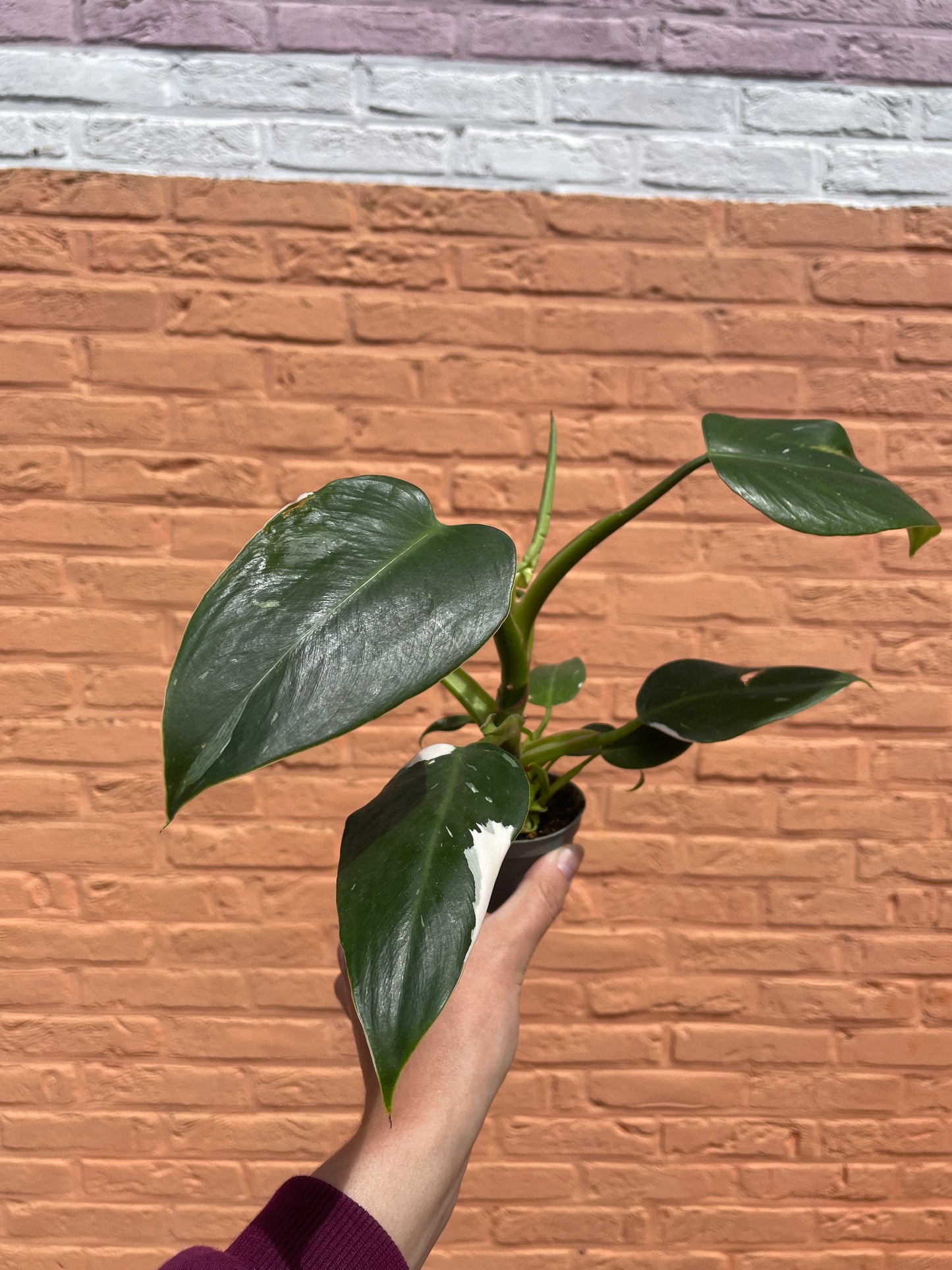 Philodendron "white princess" (mini)