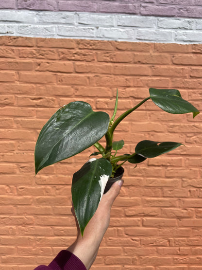 Philodendron "white princess" (mini)