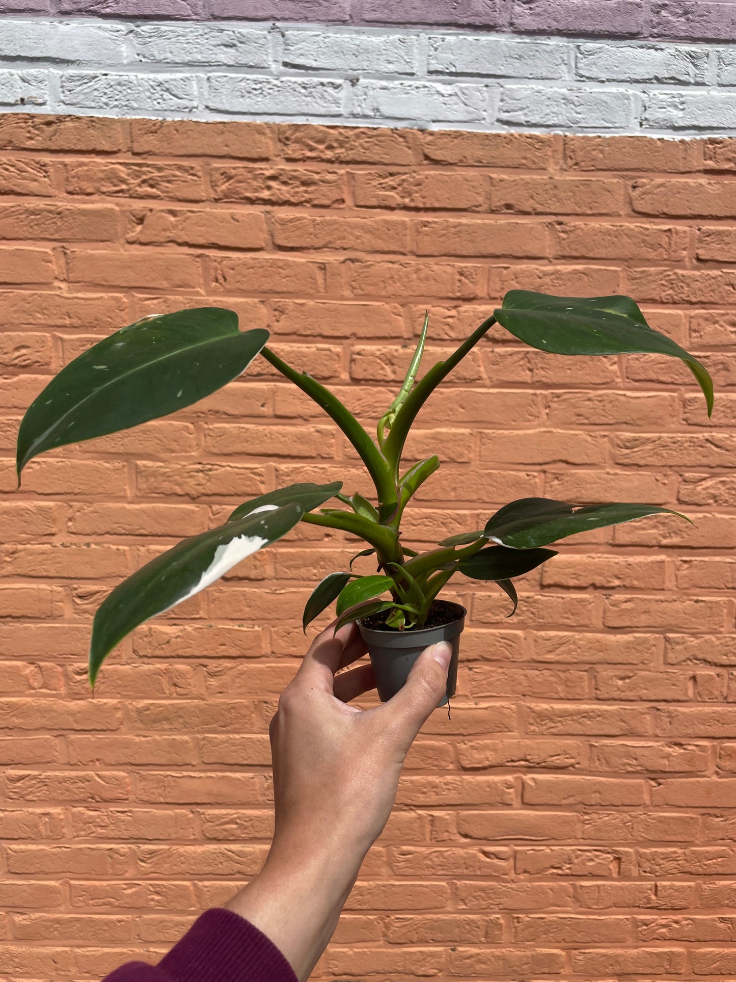 Philodendron "white princess" (mini)