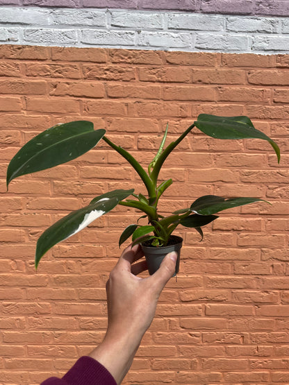 Philodendron "white princess" (mini)