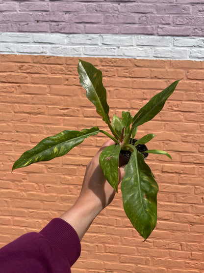 Philodendron "ring of fire" (mini)