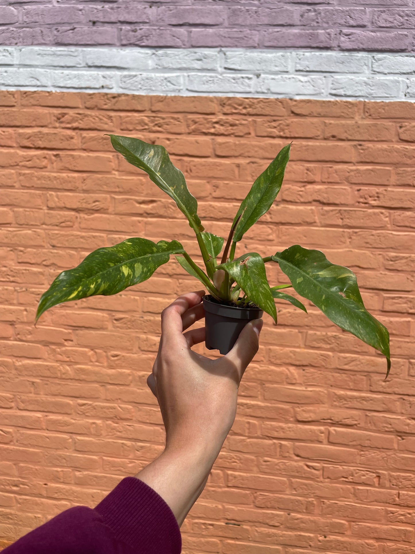 Philodendron "ring of fire" (mini)