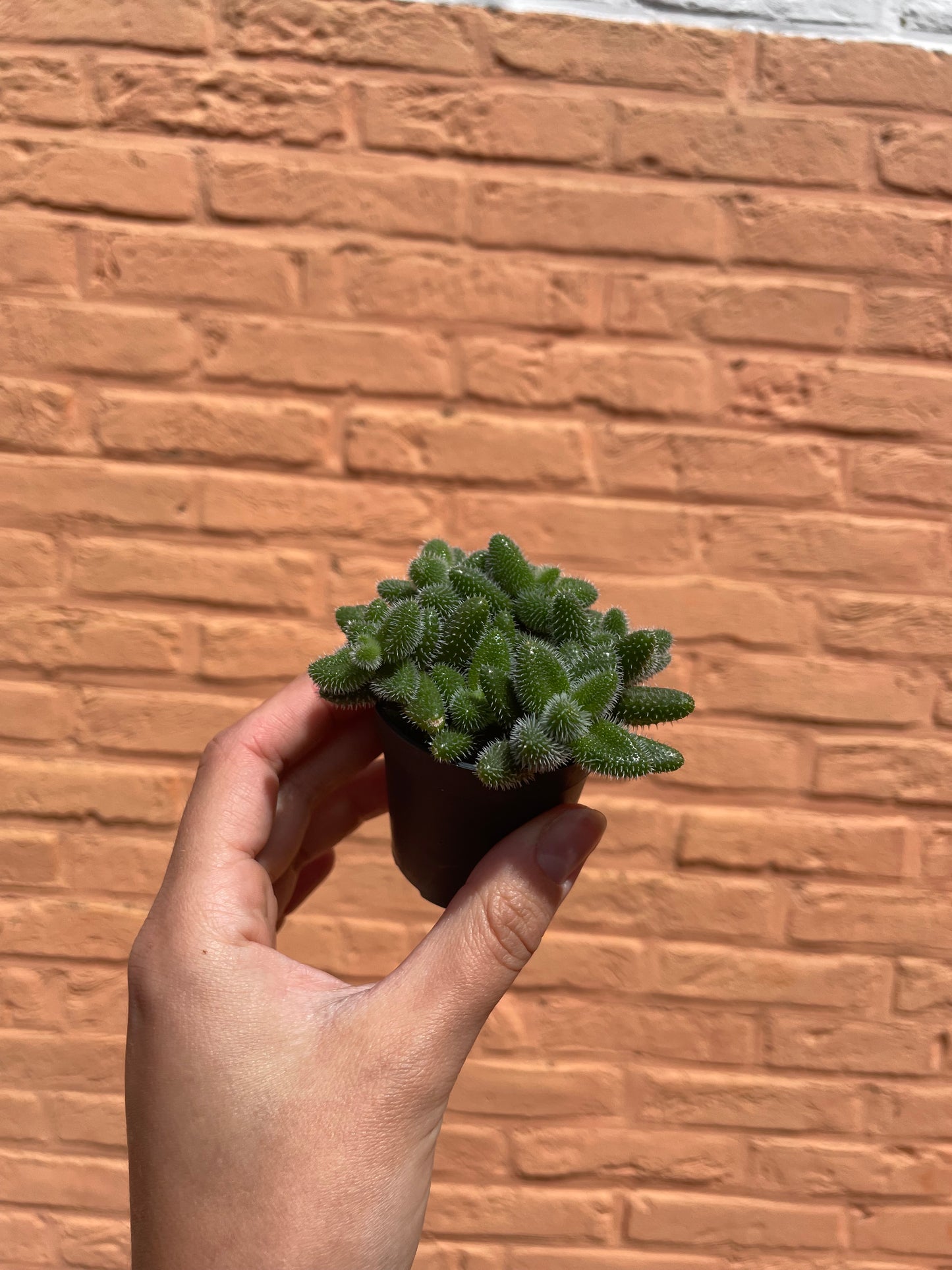 Delosperma echinatum (augurkenplantje)(mini)