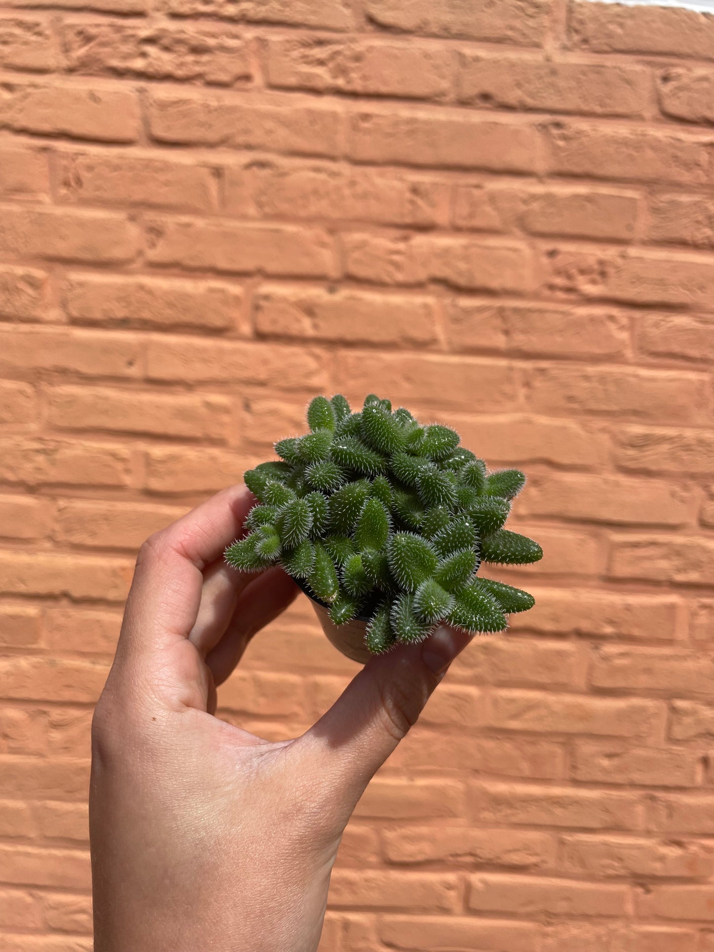 Delosperma echinatum (augurkenplantje)(mini)