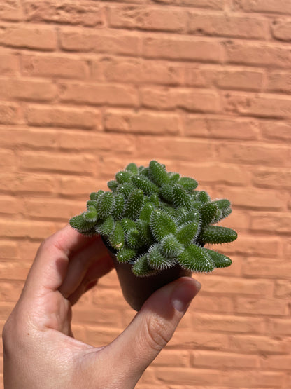 Delosperma echinatum (augurkenplantje)(mini)