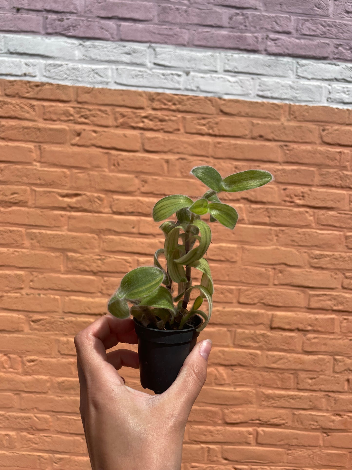 Tradescantia "sillamontana" (mini)