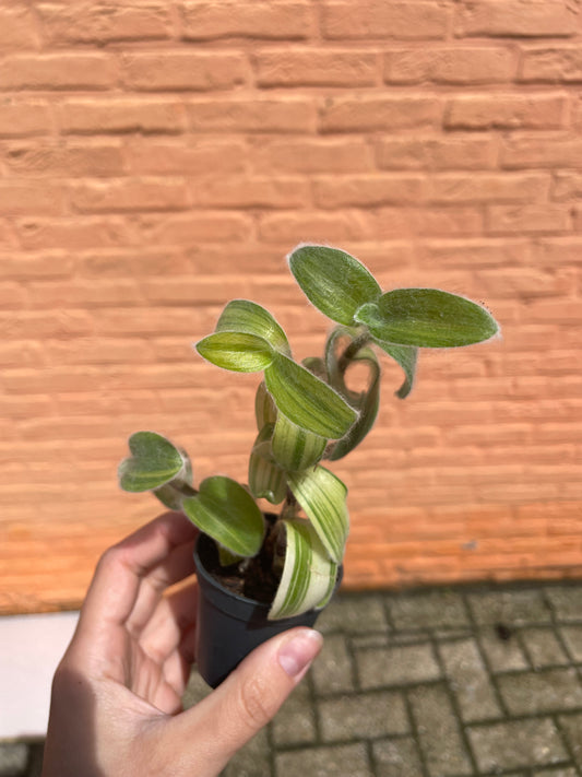 Tradescantia "sillamontana" (mini)