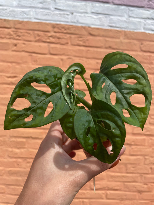 Monstera adansonii (mini)