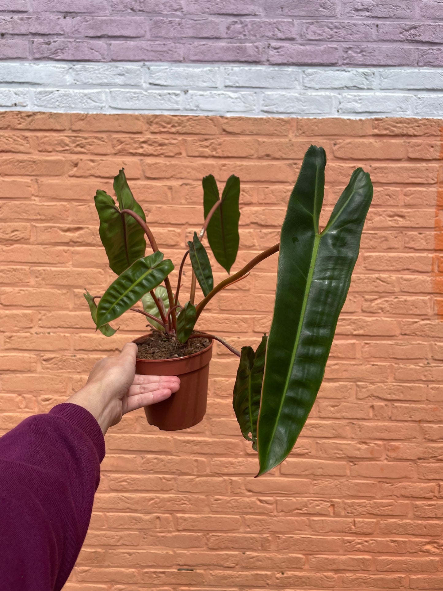 Philodendron "billietiae"