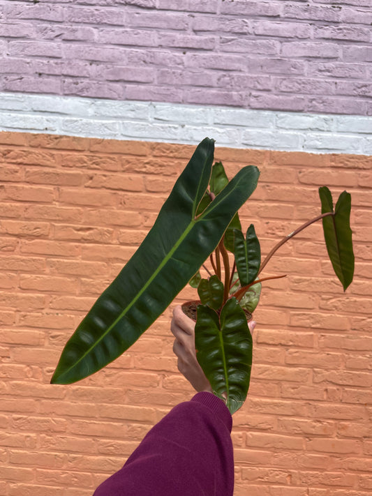 Philodendron "billietiae"
