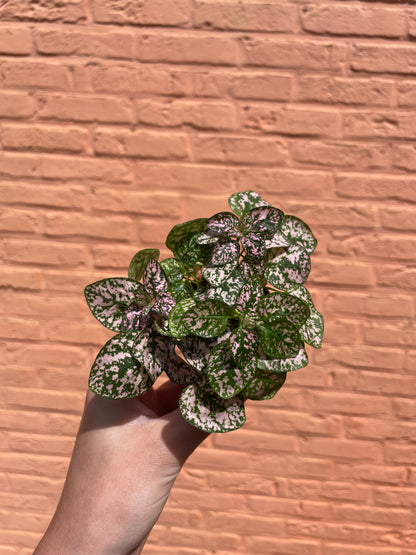 Hypoestes licht roze (mini)