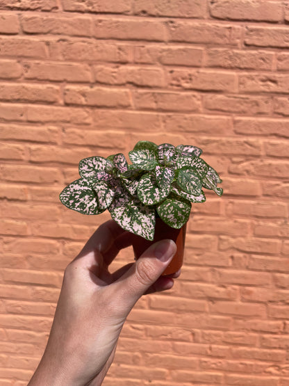 Hypoestes licht roze (mini)