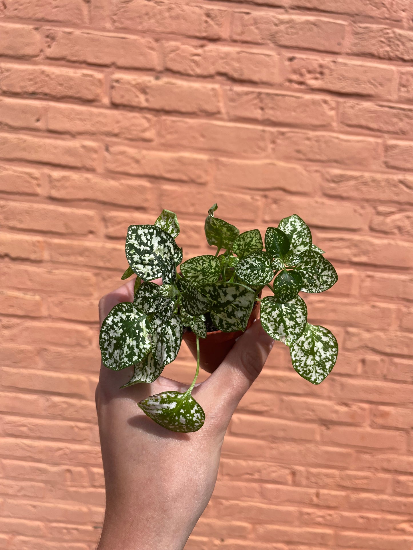 Hypoestes wit (mini)