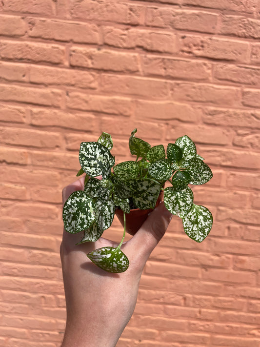 Hypoestes wit (mini)