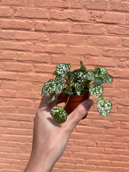 Hypoestes wit (mini)