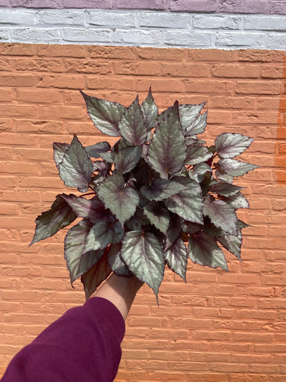 Begonia "maori haze"