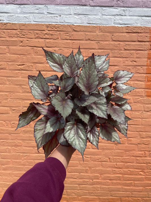 Begonia "maori haze"