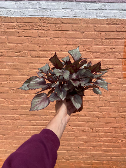 Begonia "maori haze"