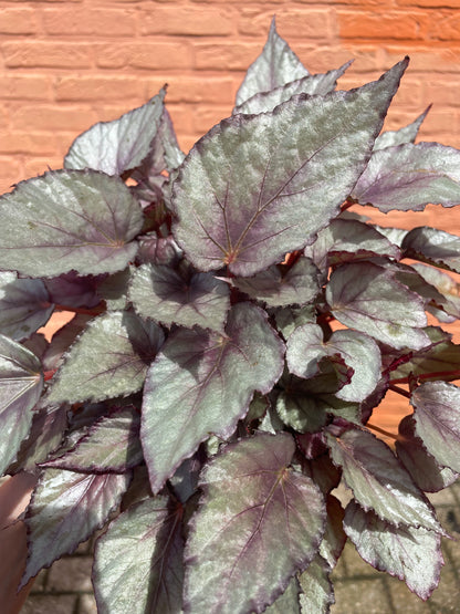 Begonia "maori haze"