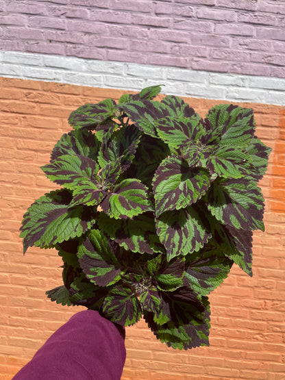 Plectranthus scutellarioides "tiger" (siernetel)
