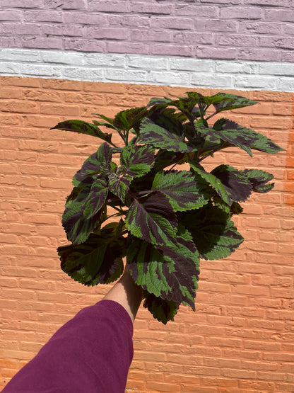 Plectranthus scutellarioides "tiger" (siernetel)