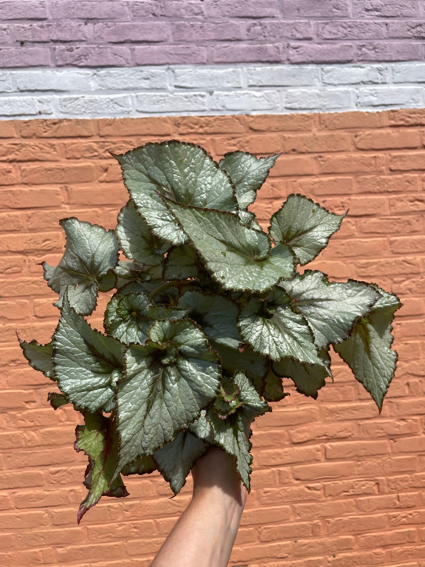 Begonia "escargot"