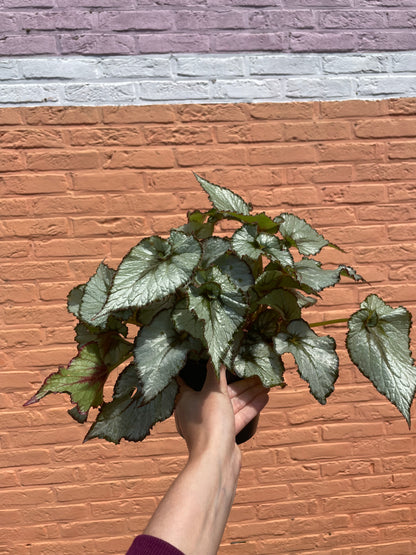 Begonia "escargot"