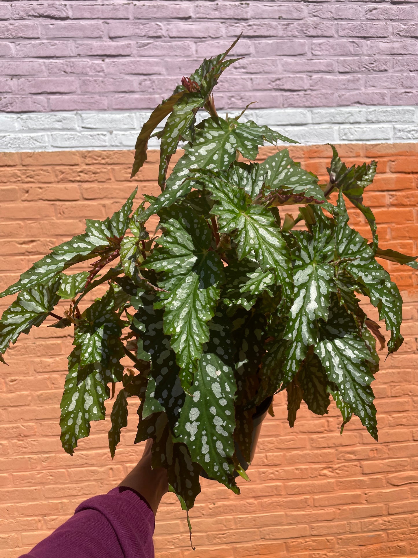 Begonia maculata