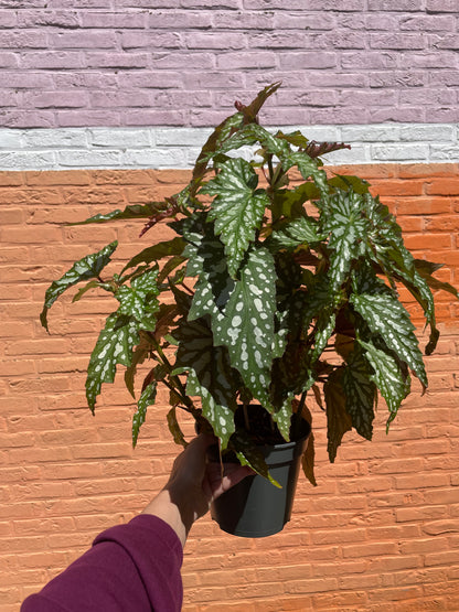 Begonia maculata