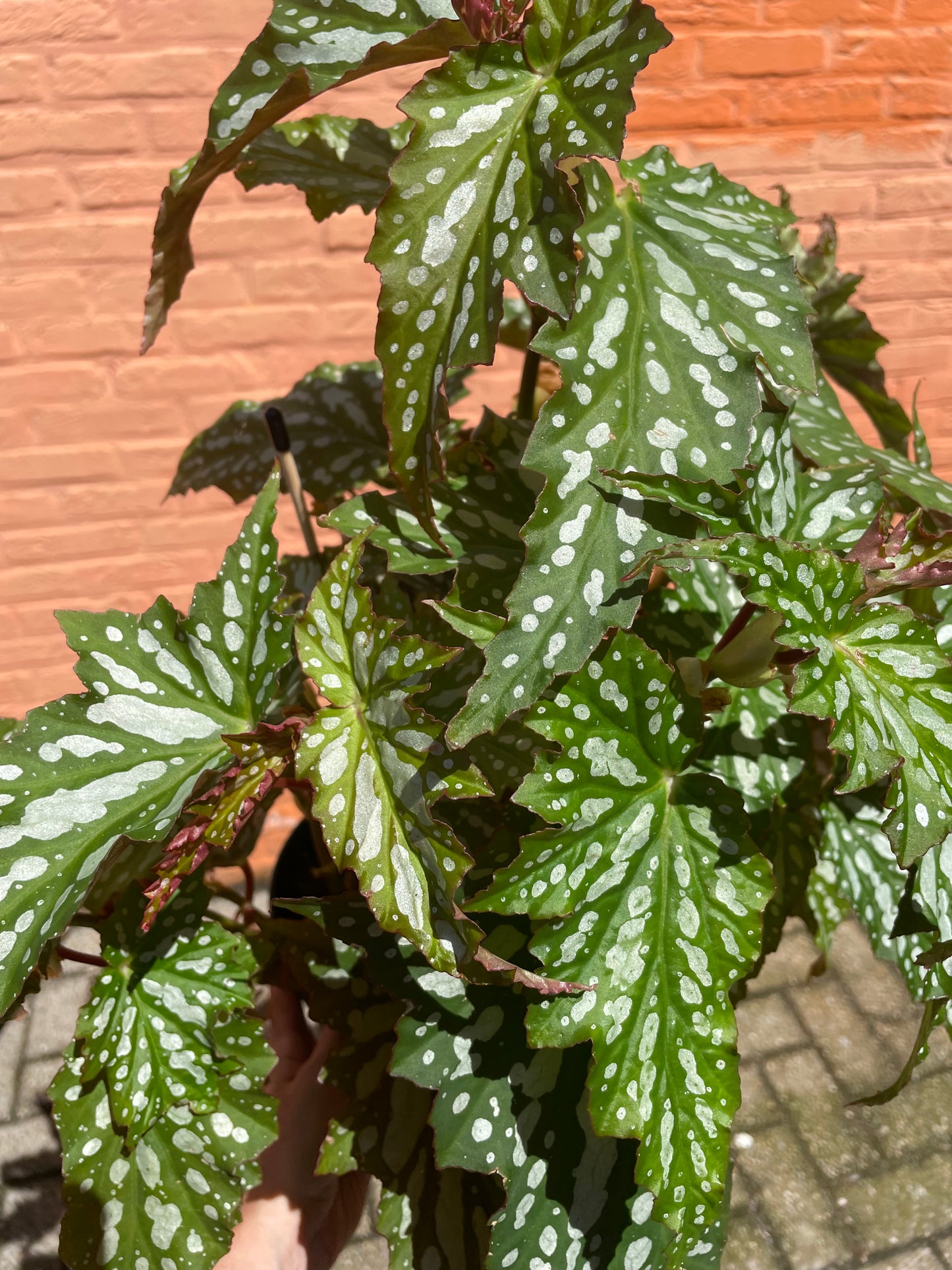 Begonia maculata