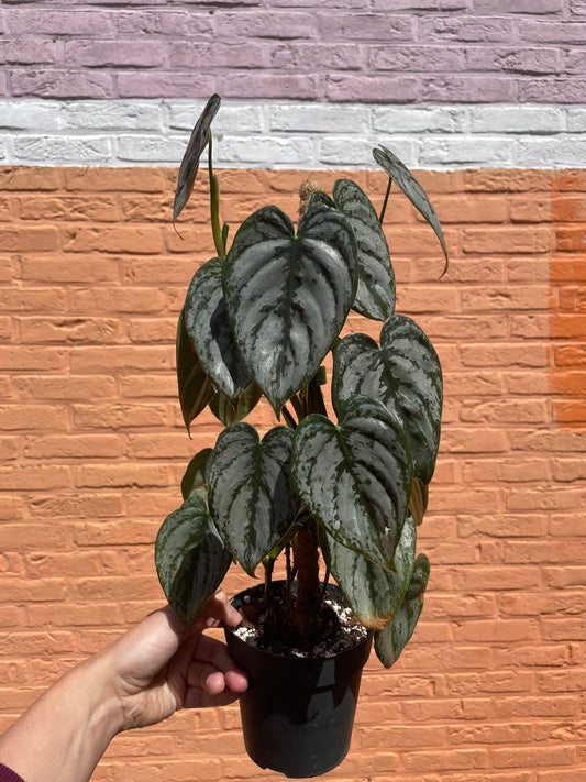 Philodendron "brandtianum"