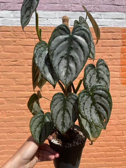 Philodendron "brandtianum"