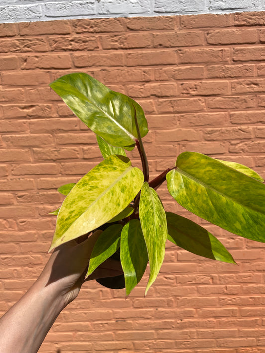 Philodendron "painted lady"