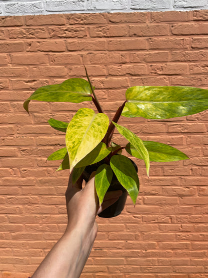Philodendron "painted lady"