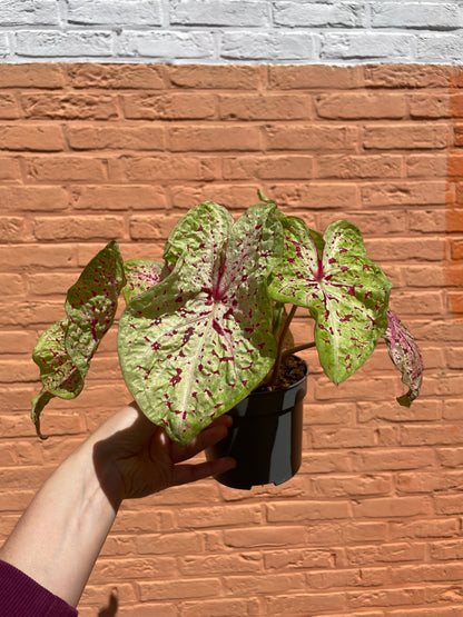 Caladium "miss muffet"
