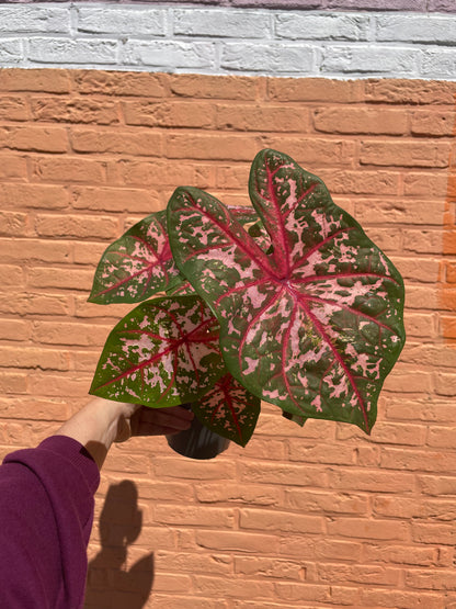Caladium "carolyn whorton"