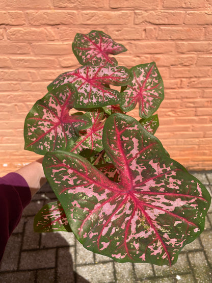 Caladium "carolyn whorton"