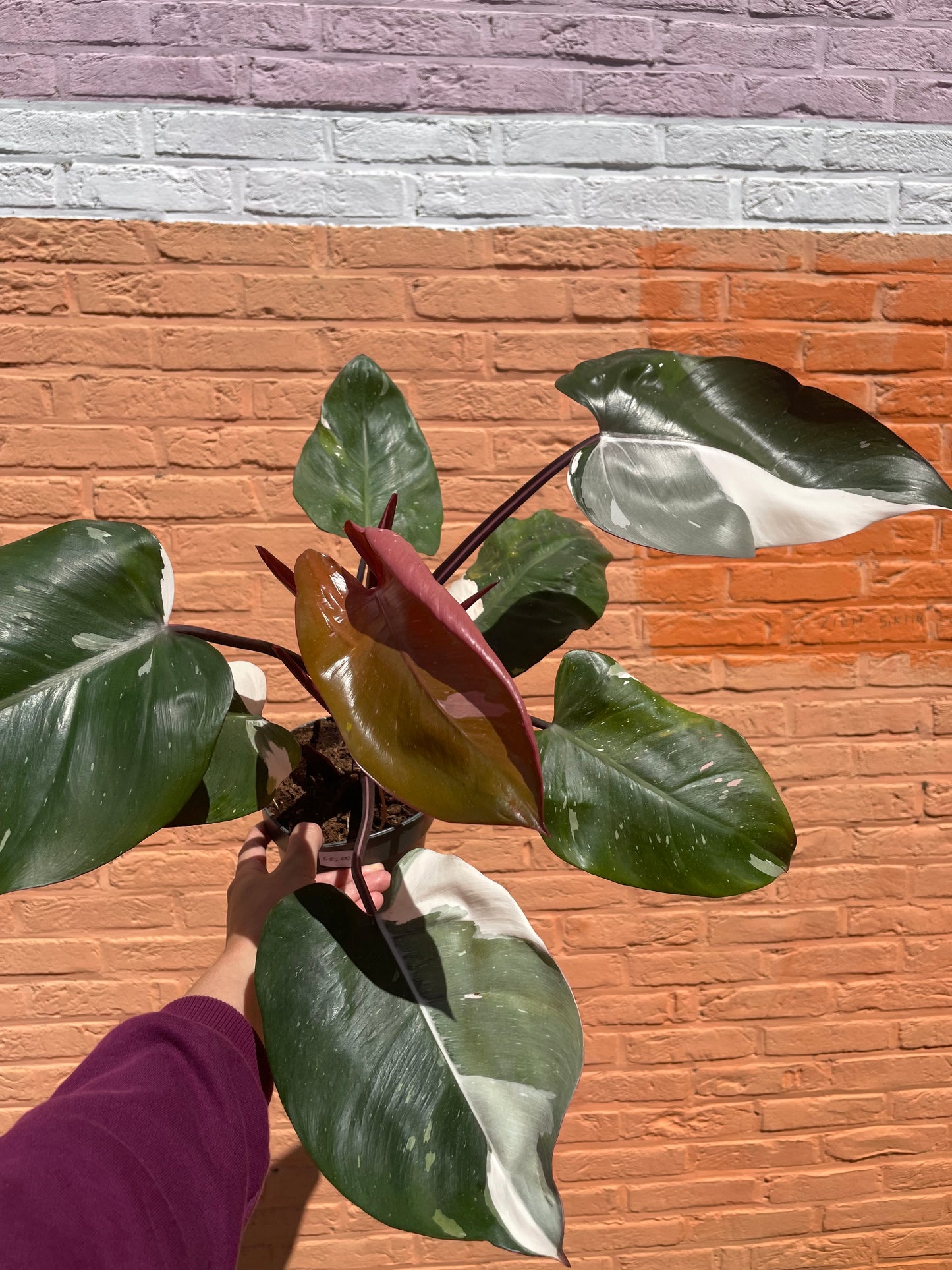 Philodendron "red anderson"